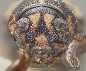Media type: image; Entomology 8777   Aspect: head frontal view